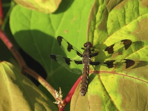Delaware River Dragonfly