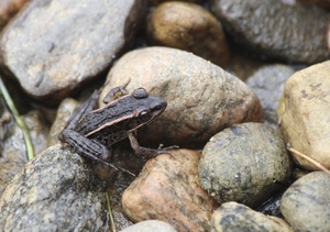 Adirondack Frog